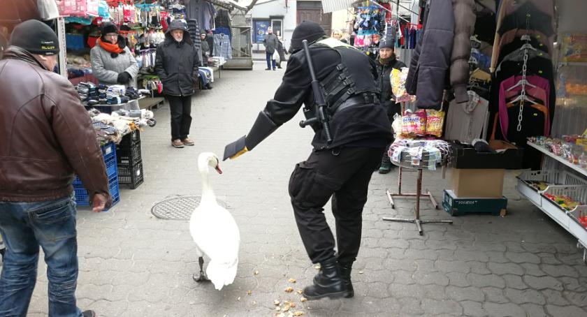 Łabędź na targowisku miejskim we Włocławku [FOTO]