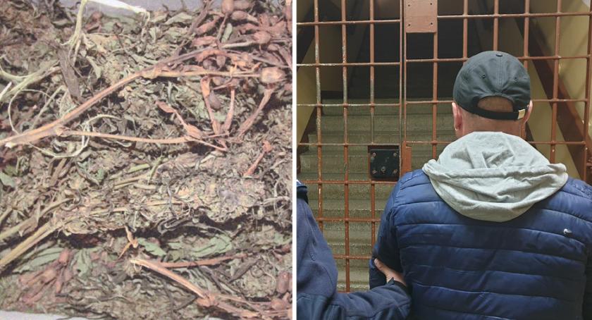 Narkotyki w Gminie Izbica Kujawska. Funkcjonariusze zatrzymali 25-latka