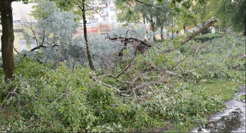 Powalone drzewo uszkodziło linię energetyczną w Brześciu Kujawskim. Jak długo potrwa awaria?