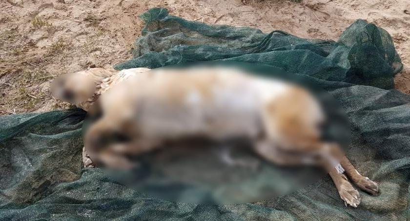 Bestialsko skatowany pies utopiony w Wiśle w Płocku. Miał odrąbany ogon...