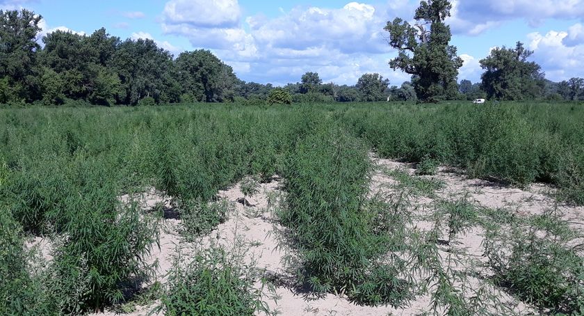 Kryminalni nad Wisłą ujawnili plantację marihuany. 15 tys krzewów na 4 ha wartą 5,5 mln [FOTO]