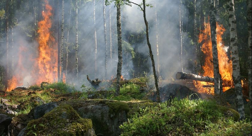 3 stopień zagrożenia pożarowego w Nadleśnictwie Włocławek. Spłonęło 7 hektarów lasu. Kto pali części samochodowe?