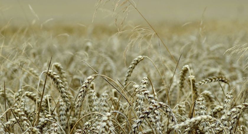 Dożynki 2019 w Powiecie Włocławskim. Znamy terminy [DOŻYNKOWY ROZKŁAD JAZDY]