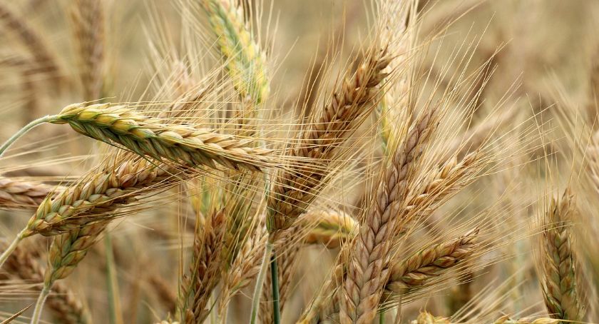 Dożynki powiatowe Fabianki 2019. Święto plonów powiatu włocławskiego [PROGRAM]
