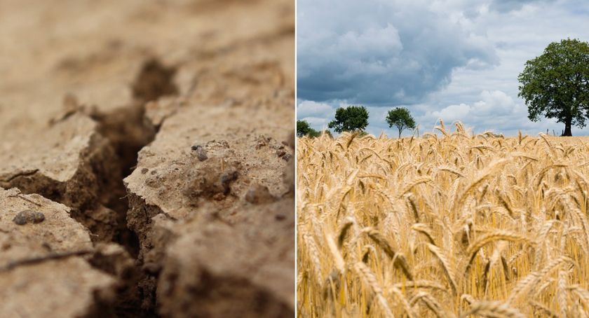 Wnioski susza 2019. Nabór przedłużony. Kiedy pieniądze trafią na konta rolników?