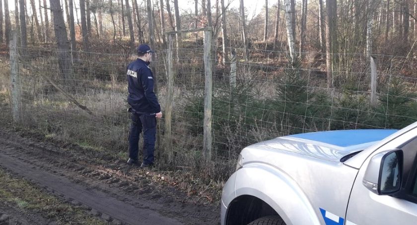 Choinki pod lupą. Akcja policji i Nadleśnictwa we Włocławku i okolicach [FOTO]