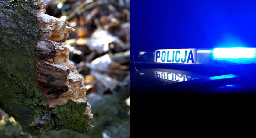 Wypadek w Krzewencie pod Kowalem. Samochód ściął drzewo. Kierowca uciekł z miejsca