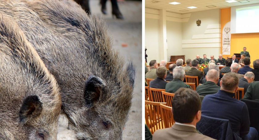 Odstrzał dzików na Kujawach ma uratować  hodowle świń. Laboratorium  ASF we Włocławku [ZDJĘCIA]