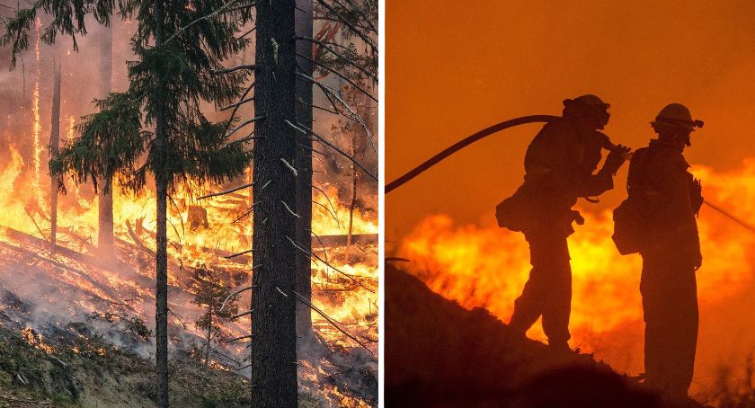 Pożar 100 letnich drzew w Dębicach, Gmina Włocławek. W akcji śmigłowiec