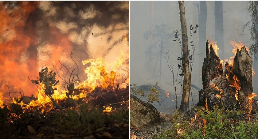 Pożar za pożarem na terenie Nadleśnictwa Włocławek. Kolejne podpalenie