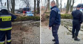 Skępe: W parku drzewo przygniotło dziewczynkę [ZDJĘCIA]