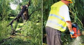 Park Sienkiewicza we Włocławku po nawałnicy wyłączony z użytkowania