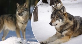 Wilk widziany w okolicach Włocławka. Mamy się czego obawiać?