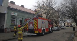 Włocławek: Strażacy ratowali kota. Siedział 5 dni na drzewie [ZDJĘCIA]