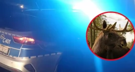 Osobówka zderzyła się z łosiem pod Włocławkiem