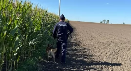 Pułapki na polach kukurydzy – policja apeluje o czujność
