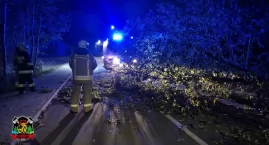 Drzewo runęło na drogę w Gminie Włocławek. Bobry spa…