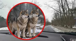 Wilki we Włocławku. Alarmujące zgłoszenie z rejonu r&hellip;