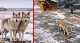 Wilki znów pod Włocławkiem? Straty w mini zoo w Goreniu Dużym