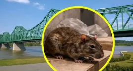 Szczury w przestrzeni miejskiej. We Włocławku była o&hellip;