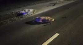 Dwa auta uderzyły w dziki. Wieczorna akcja służb pod&hellip;