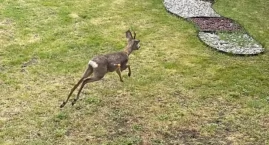 Na Zazamczu uśpiono koziołka sarny. Włocławianin nag&hellip;