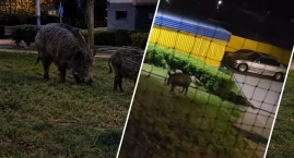 Kosze na śmieci zdemolowane przez dziki we Włocławku&hellip;