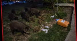 Cień groźnego wirusa nad Włocławkiem? Padły dziesiąt&hellip;
