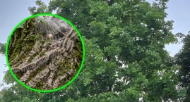 Groźne gąsienice wróciły do regionu. Kolejna gmina apeluje o ostrożność