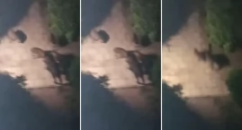 Włocławek walczy z dzikami na wielu frontach. Codzie&hellip;