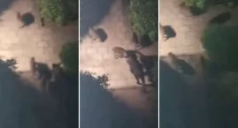 Drony, odłownie i możliwy odstrzał dzików we Włocław&hellip;