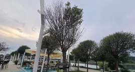 Co dzieje się z zielenią przy  Piwnej we Włocławku?