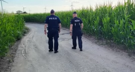 Złote kolby na polach kukurydzy. Policja apeluje o o&hellip;