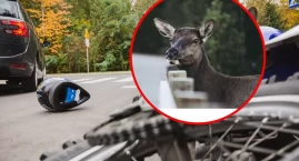 Sarna wbiegła pod koła motocykla we Włocławku. Maszy&hellip;