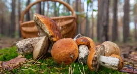 ChodźMY na grzyby! Nadleśnictwo Włocławek zaprasza d&hellip;