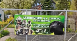 Psy z Dobrzynia w schronisku we Włocławku? Jest jede&hellip;