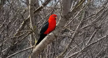 Papuga na drzewie we Włocławku. Nietypowa interwencja straży