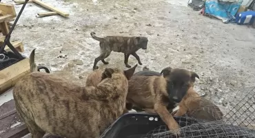 11 psów w dramatycznych warunkach. Dwóch mężczyzn zatrzymanych