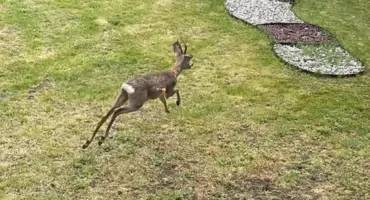 Na Zazamczu uśpiono koziołka sarny. Włocławianin nagrał interwencję